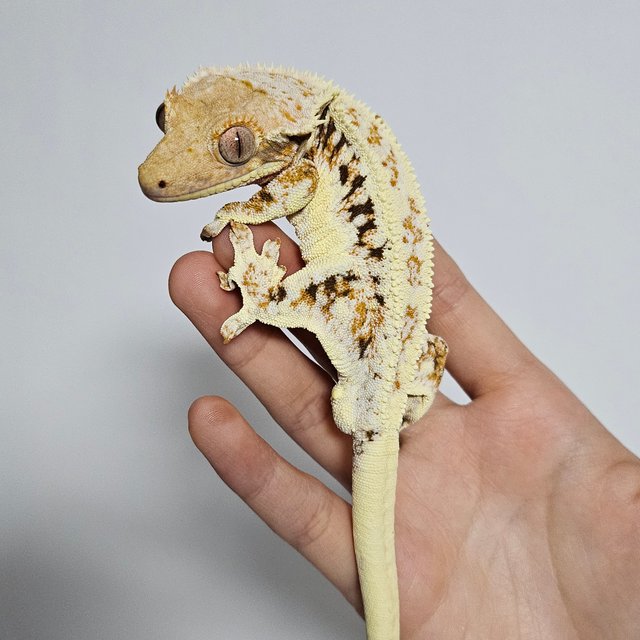 릴리화이트 트라이