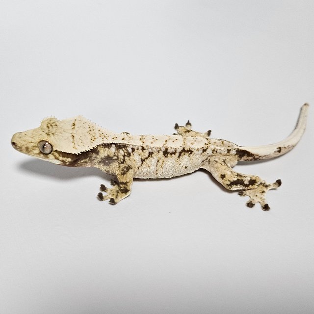 노멀 드리피 화이트스팟 화이트