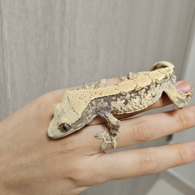 노멀 드리피 화이트스팟