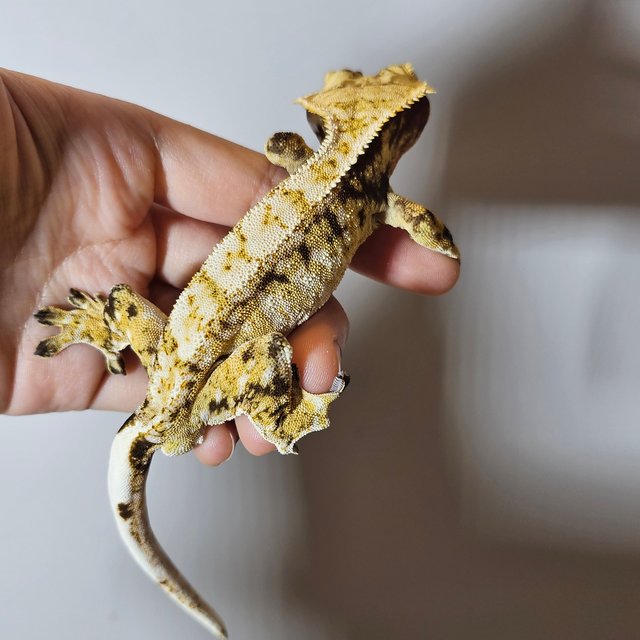 노멀 드리피 화이트스팟 화이트