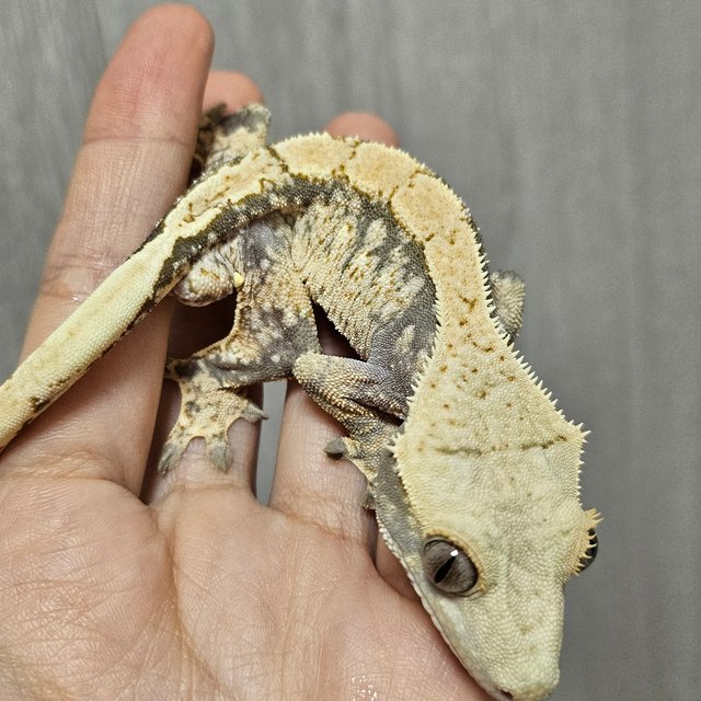 노멀 드리피 화이트스팟