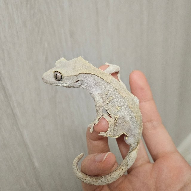 팬텀 100%헷아잔틱