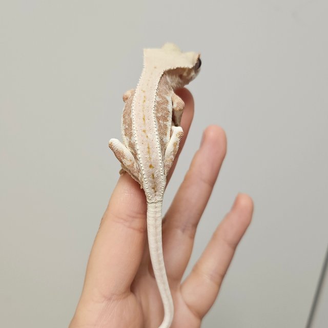 릴리화이트 레드