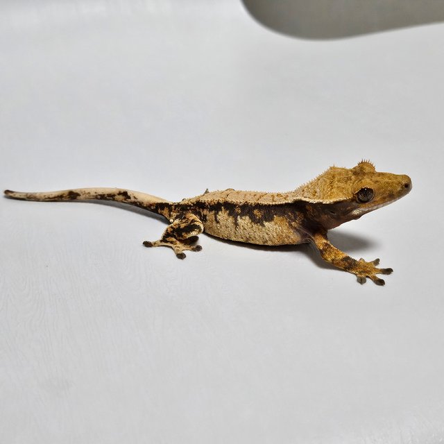 노멀 트라이 익스트림할리퀸