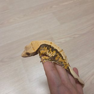 노멀 트라이 드리피