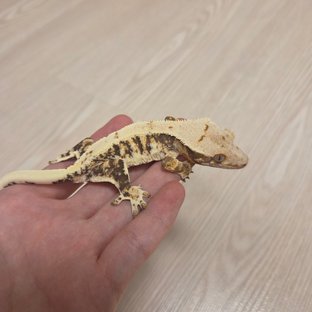 릴리화이트 트라이