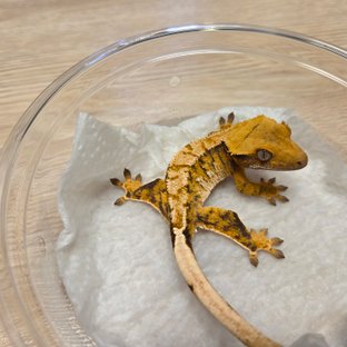 노멀 트라이 익스트림할리퀸