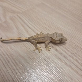 노멀 패턴리스 옐로우