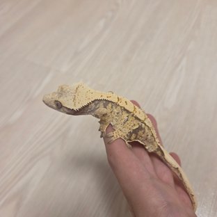 트라이 노멀