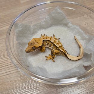 노멀 트라이 익스트림할리퀸