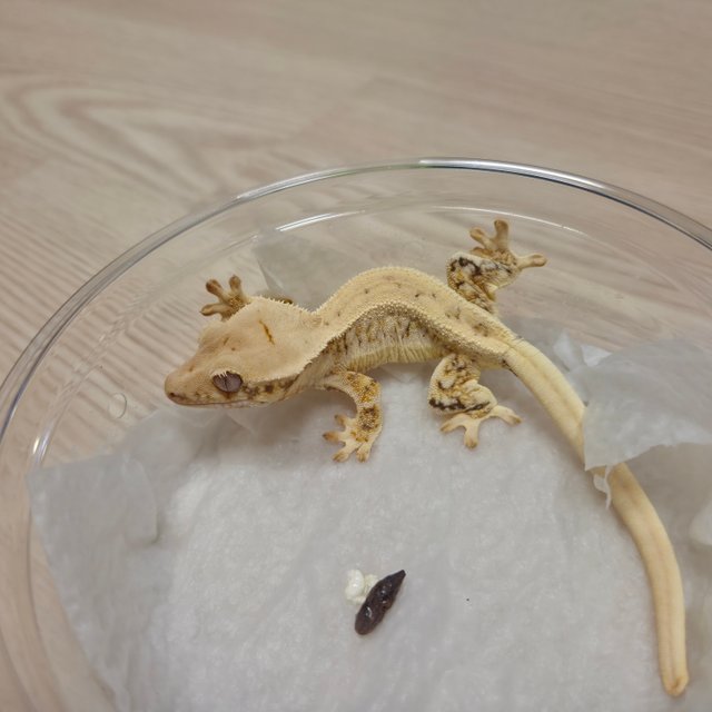 릴리화이트 트라이