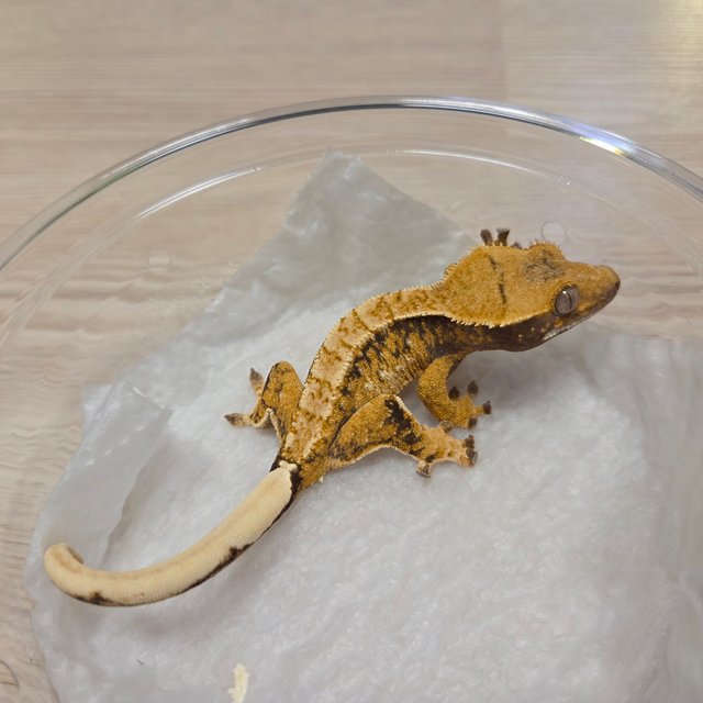 노멀 트라이 드리피 익스트림할리퀸 화이트스팟 텐저린