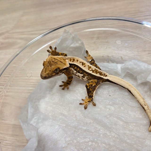 노멀 풀핀 쿼드 다크