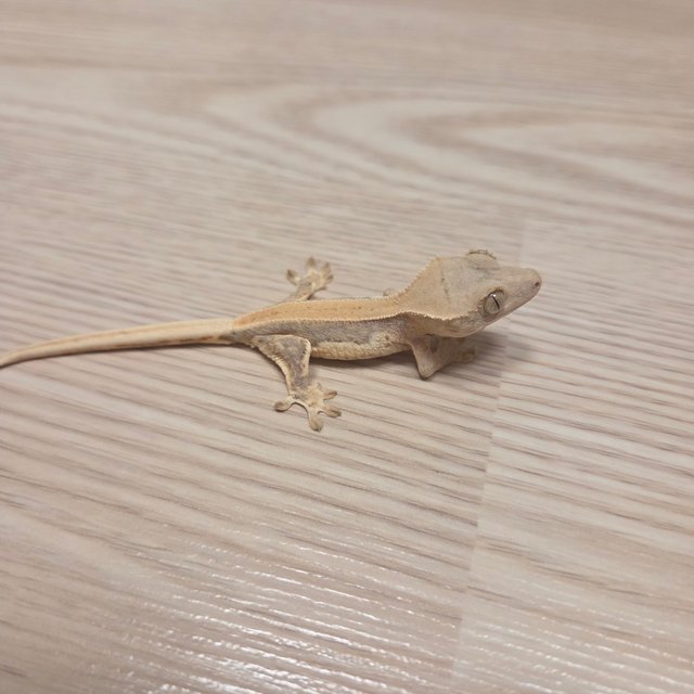 릴리화이트 팬텀 크림