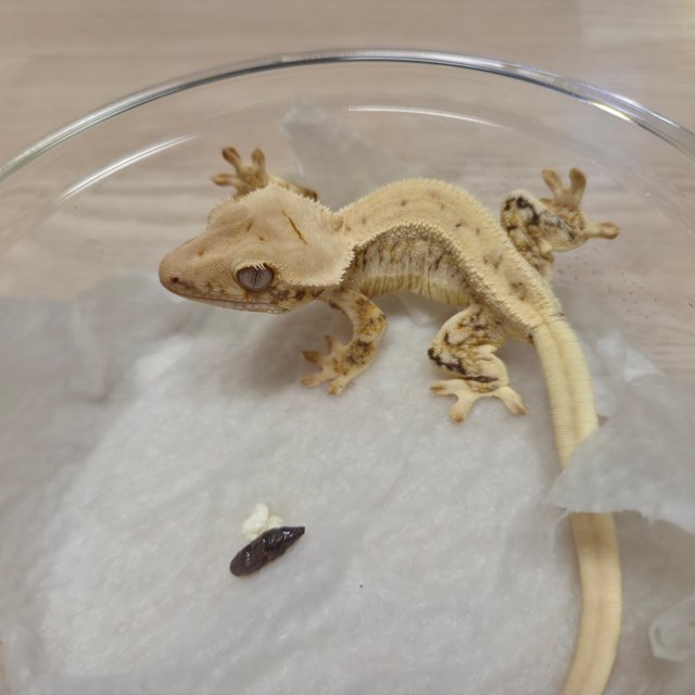 릴리화이트 트라이