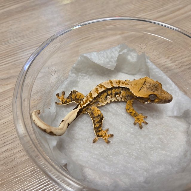 노멀 트라이 익스트림할리퀸