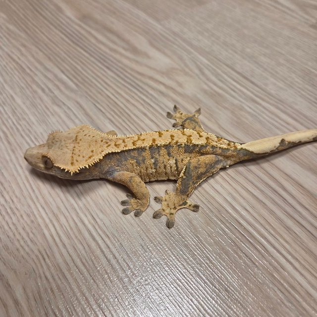 노멀 익스트림할리퀸 트라이