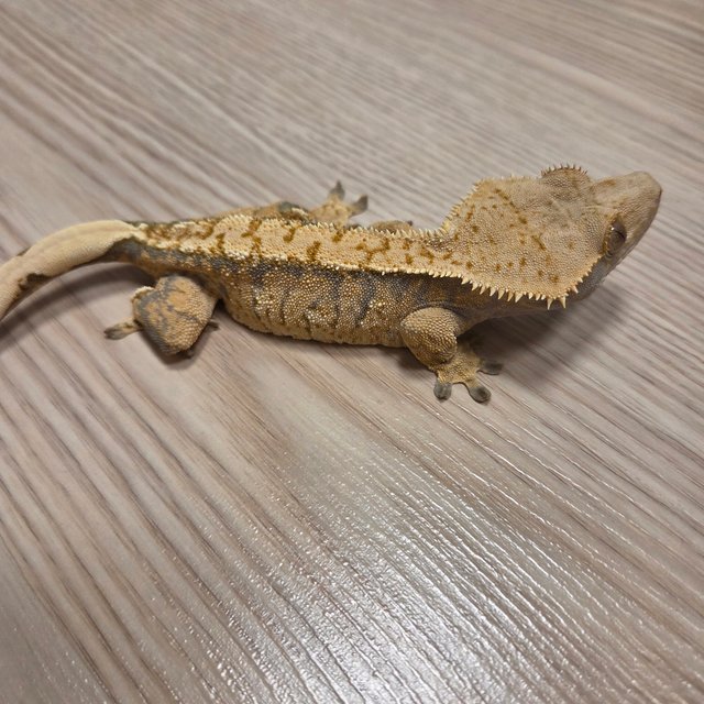 노멀 익스트림할리퀸 트라이