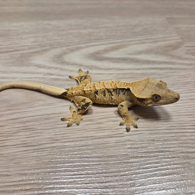 노멀 익스트림할리퀸 화이트스팟