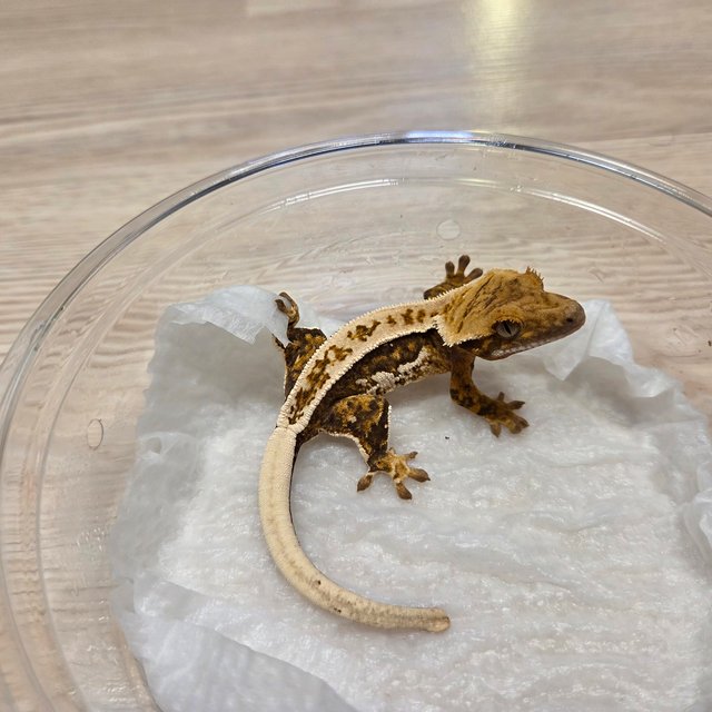 노멀 풀핀 쿼드 다크