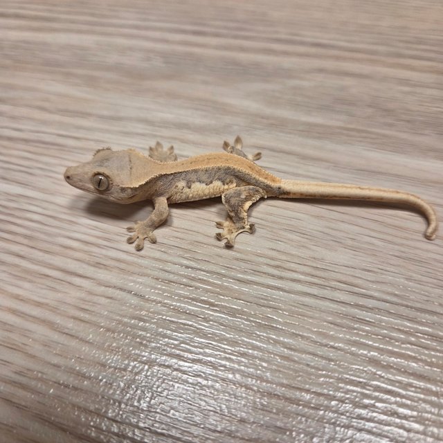 릴리화이트 팬텀 크림