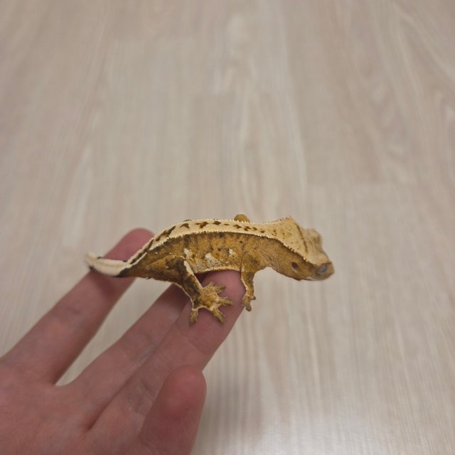 100%헷아잔틱 크림시클