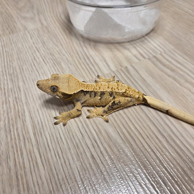 노멀 익스트림할리퀸 화이트스팟