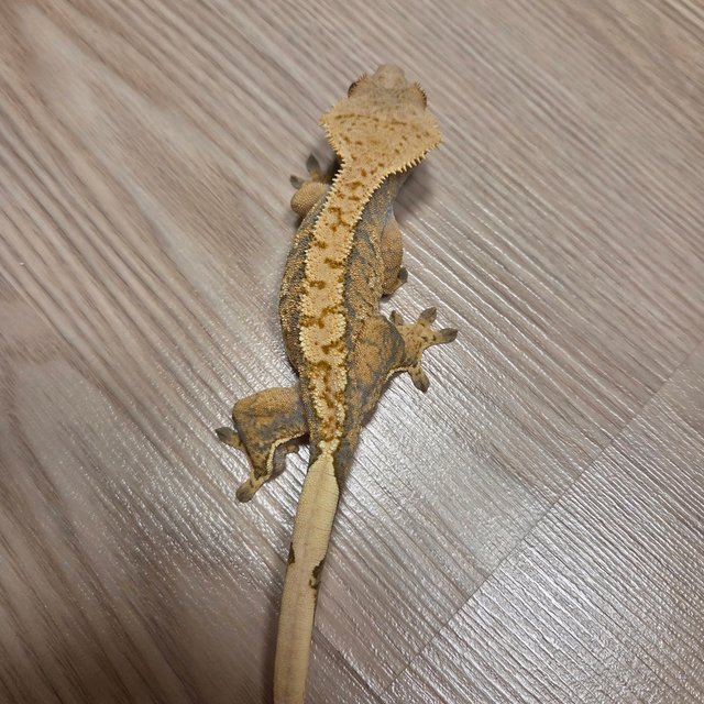 노멀 익스트림할리퀸 트라이