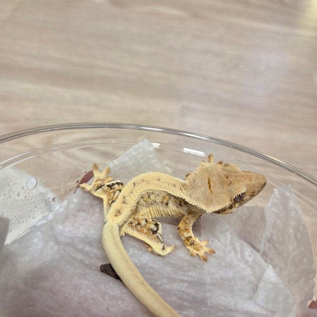 릴리화이트 트라이