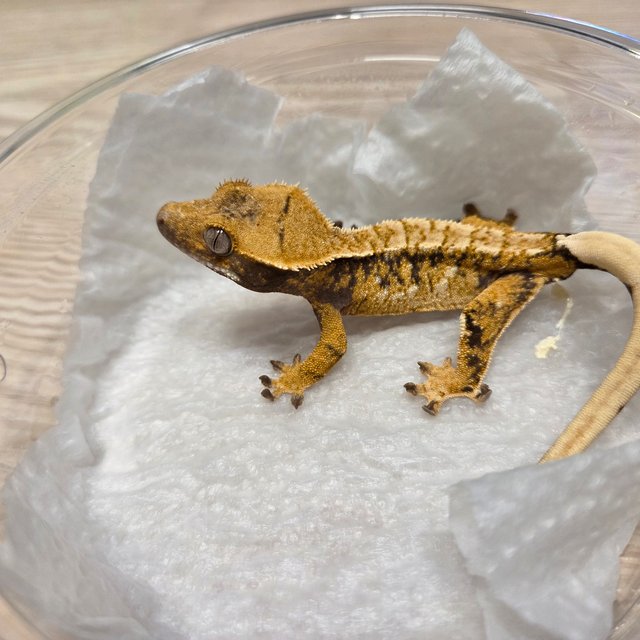 노멀 트라이 드리피 익스트림할리퀸 화이트스팟 텐저린