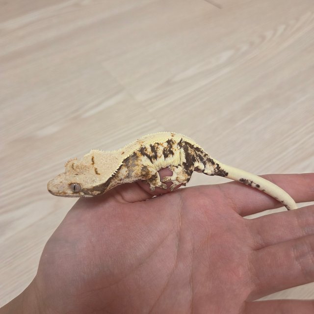 릴리화이트 트라이