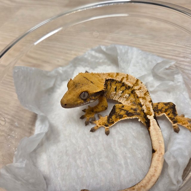 노멀 트라이 익스트림할리퀸