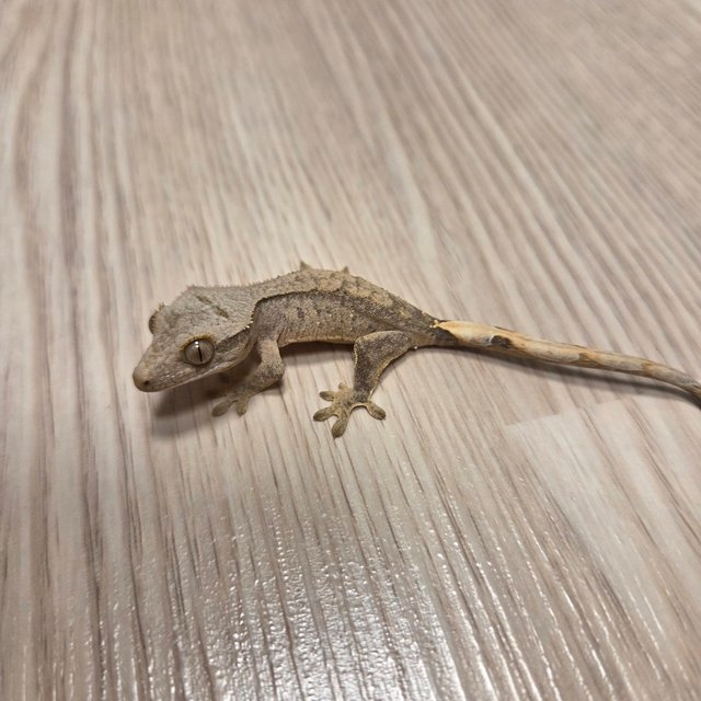 노멀 패턴리스 옐로우