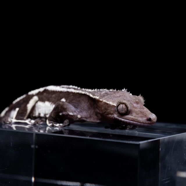 릴잔틱