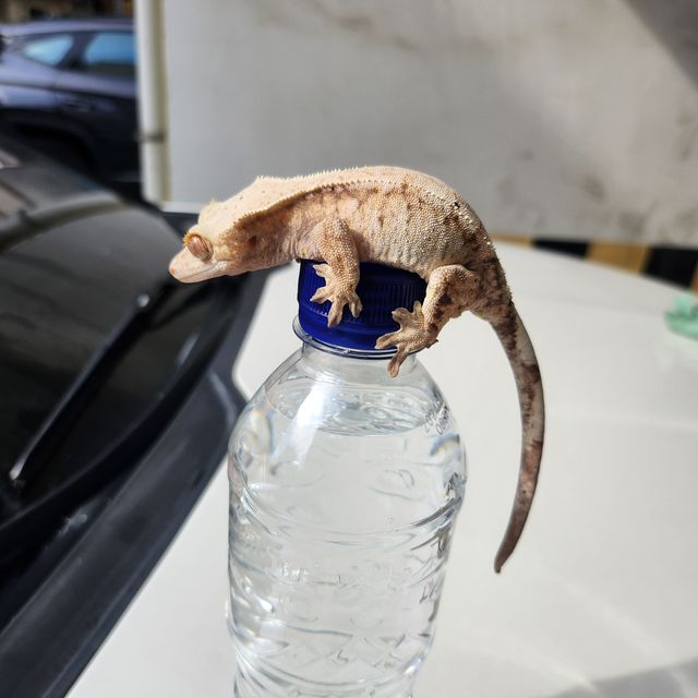 세이블