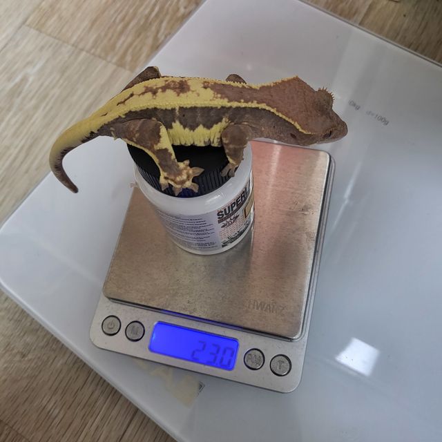 프라푸치노