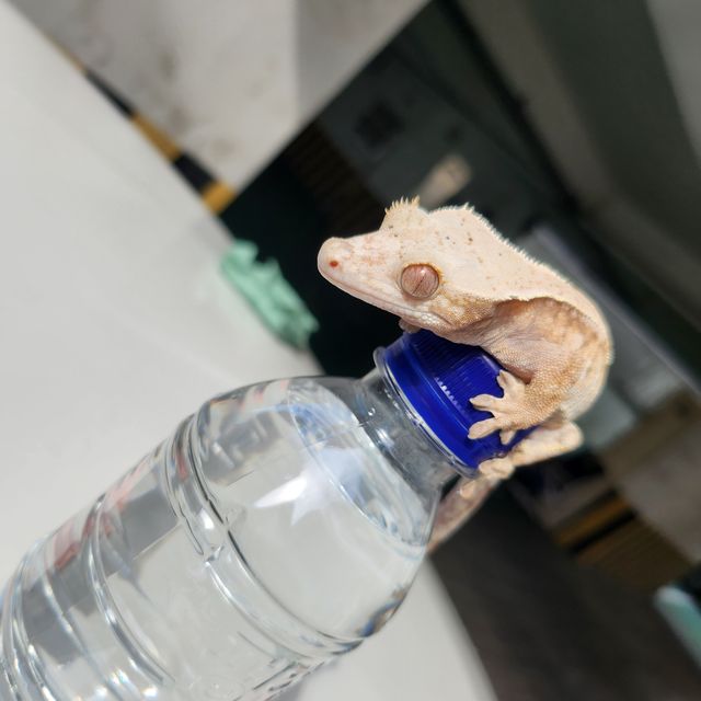 세이블