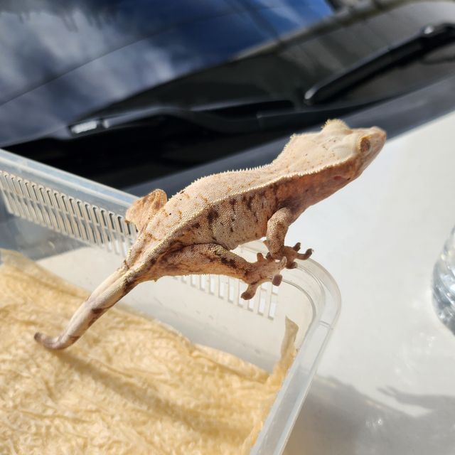 세이블
