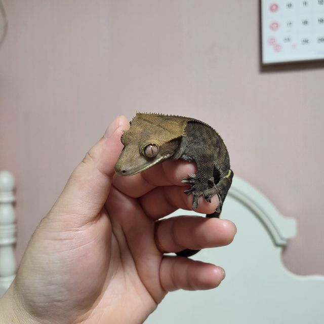 카푸치노
