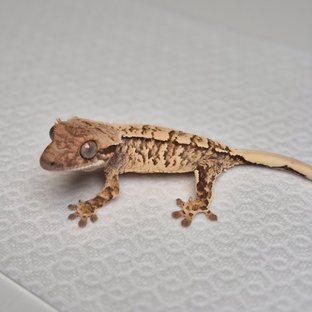 노멀 트라이 익스트림할리퀸 화이트스팟