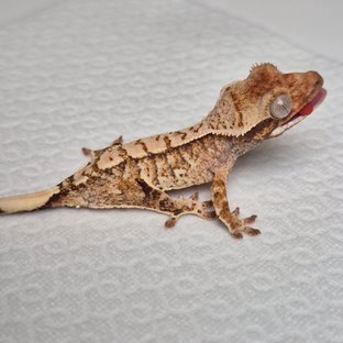 노멀 트라이 화이트스팟 익스트림할리퀸 화이트 텐저린