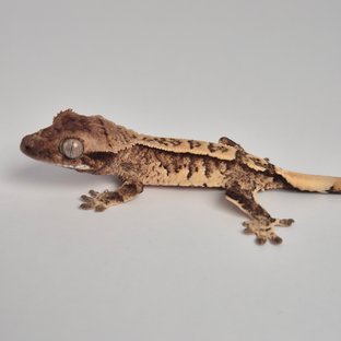 노멀 익스트림할리퀸 화이트스팟 트라이