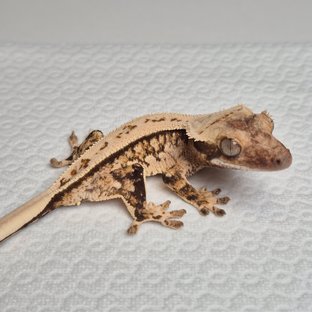 노멀 트라이 쿼드 풀핀 화이트스팟 익스트림할리퀸