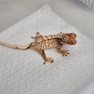 노멀 트라이 화이트스팟 익스트림할리퀸 화이트 텐저린