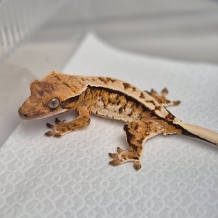 노멀 화이트스팟 할리퀸 텐저린 트라이 풀핀