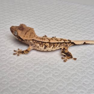 노멀 트라이 익스트림할리퀸 화이트스팟