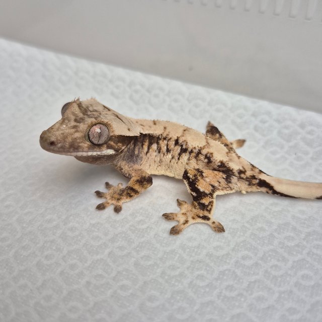 노멀 트라이 화이트스팟