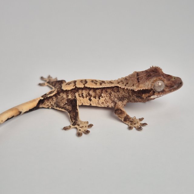 노멀 익스트림할리퀸 화이트스팟 트라이