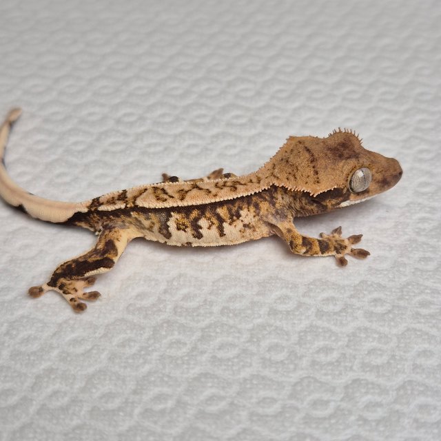 노멀 트라이 익스트림할리퀸 화이트스팟