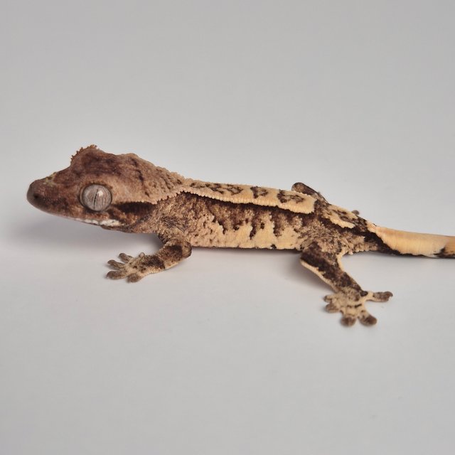 노멀 익스트림할리퀸 화이트스팟 트라이